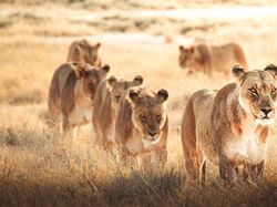 Karya Memukau Kontes Foto Hewan Agora, Jawaranya Banyak dari Indonesia
