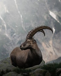 Jawara kontes foto hewan Agora