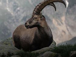 Karya Memukau Kontes Foto Hewan Agora, Jawaranya Banyak dari Indonesia