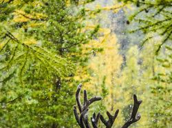 Karya Memukau Kontes Foto Hewan Agora, Jawaranya Banyak dari Indonesia