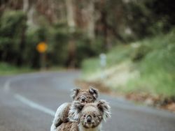 Karya Memukau Kontes Foto Hewan Agora, Jawaranya Banyak dari Indonesia