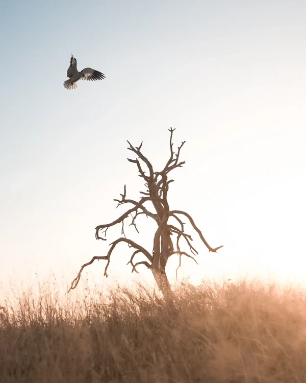 Foto berjudul An eagle hunting oleh Joe Shelly ini diambil di Taman Nasional Kruger, Afrika Selatan (Foto: @joeshellyy/Agora) Foto berjudul An eagle hunting oleh Joe Shelly ini diambil di Taman Nasional Kruger, Afrika Selatan (Foto: @joeshellyy/Agora)