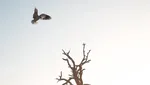 Foto Hewan Terbaik di Kontes Foto #Animals2020, Juara dari Jakarta