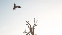 Foto berjudul An eagle hunting oleh Joe Shelly ini diambil di Taman Nasional Kruger, Afrika Selatan (Foto: @joeshellyy/Agora)
