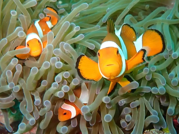 Foto berjudul Anemone fish oleh Alex de Martin ini diambil di Pulau Sipadan dan masuk dalam daftar 45 foto hewan terbaik di Agora. (Foto: @alexdemartin/Agora) Foto berjudul Anemone fish oleh Alex de Martin ini diambil di Pulau Sipadan dan masuk dalam daftar 45 foto hewan terbaik di Agora. (Foto: @alexdemartin/Agora)