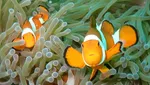 Foto Hewan Terbaik di Kontes Foto #Animals2020, Juara dari Jakarta