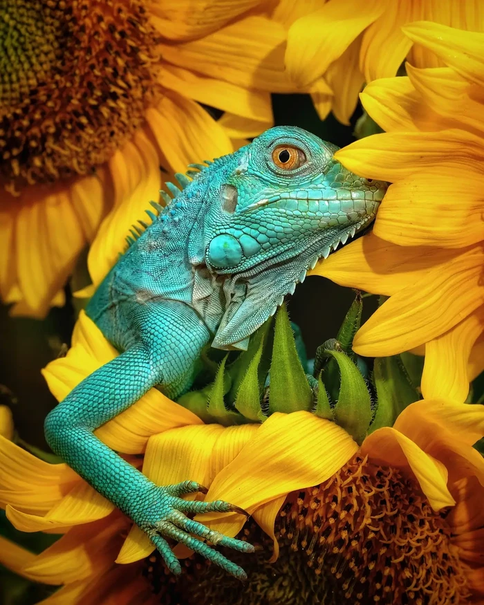 Kontes foto Animals 2020 Kontes foto Animals 2020