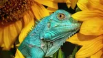 Foto Hewan Terbaik di Kontes Foto #Animals2020, Juara dari Jakarta