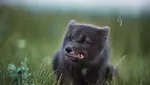 Foto Hewan Terbaik di Kontes Foto #Animals2020, Juara dari Jakarta