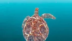 Foto Hewan Terbaik di Kontes Foto #Animals2020, Juara dari Jakarta