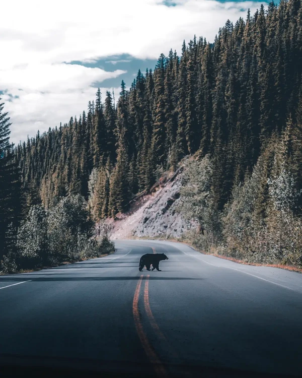 Foto berjudul Bear crossing oleh Blake Hobson ini diambil di Division No.15, Alberta, Kanada (Foto: @blakehobson/Agora) Foto berjudul Bear crossing oleh Blake Hobson ini diambil di Division No.15, Alberta, Kanada (Foto: @blakehobson/Agora)
