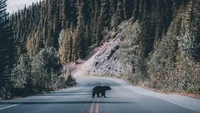 Foto berjudul Bear crossing oleh Blake Hobson ini diambil di Division No.15, Alberta, Kanada (Foto: @blakehobson/Agora)