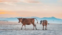 Foto berjudul Calf and mother oleh Nate Pham diambil di Quang Binh, Vietnam (Foto: @nateqpham/Agora)