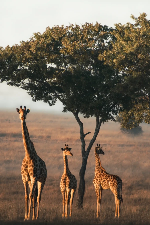 Foto jerapah berjudul A Tower of Giraffe, gambar ini diambil di Imire Rhino & Wildlife Conservation, Zimbabwe dan juga masuk daftar 45 foto hewan terbaik (Foto: @_kennyc_/Agora) Foto jerapah berjudul A Tower of Giraffe, gambar ini diambil di Imire Rhino & Wildlife Conservation, Zimbabwe dan juga masuk daftar 45 foto hewan terbaik (Foto: @_kennyc_/Agora)