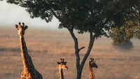 Foto jerapah berjudul A Tower of Giraffe, gambar ini diambil di Imire Rhino & Wildlife Conservation, Zimbabwe dan juga masuk daftar 45 foto hewan terbaik (Foto: @_kennyc_/Agora)