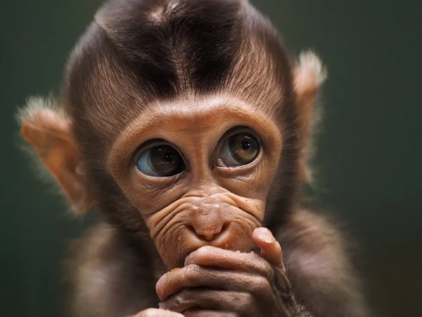 Foto berjudul Baby monkey ini diambil oleh fotografer Prabu Dennaga di Kedoya Utara, Jakarta (Foto: @prabuds/Agora) Foto berjudul Baby monkey ini diambil oleh fotografer Prabu Dennaga di Kedoya Utara, Jakarta (Foto: @prabuds/Agora)