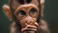 Foto berjudul Baby monkey ini diambil oleh fotografer Prabu Dennaga di Kedoya Utara, Jakarta (Foto: @prabuds/Agora)