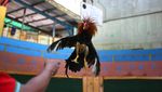 Foto: Club Sabung Ayam Venezuela Ini Tutup Selama Pandemi
