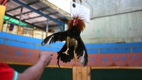 Salamanca mengatakan, saat virus Corona usai ia berharap tontonan Venezuela ini bisa diaktifkan kembali.  