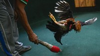 Ayam miliknya juga terus dilatih hingga club sabung ayam ini bisa dibuka kembali.  