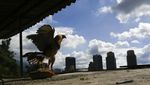 Foto: Club Sabung Ayam Venezuela Ini Tutup Selama Pandemi