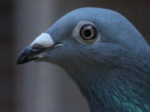 Inilah Burung Termahal di Dunia, Bukan Elang atau Cendrawasih