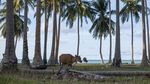 Pulau Laut, Mutiara di Ujung Natuna