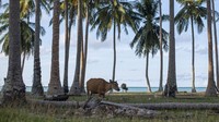 Tidak hanya itu, telah berdirinya menara BTS menjadikan sinyal telepon seluler 4G  juga dapat dinikmati di pulau berpenduduk 2.259 jiwa itu (data BPS 2019).
