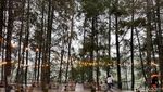 Ngopi Santai di Kafe Daong dengan Panoroma Pohon Pinus