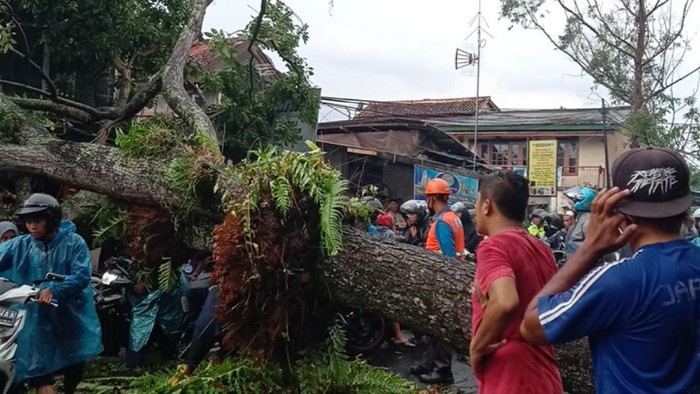 Pohon tumbang di Cianjur.