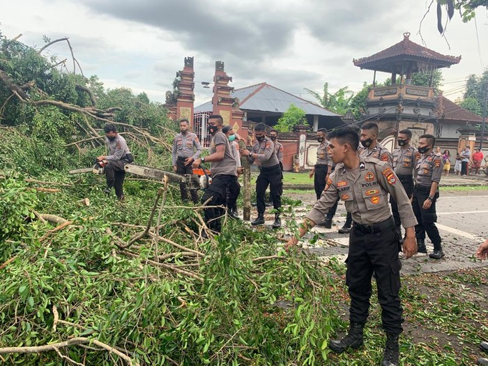 Pohon Tumbang di Kota Mataram