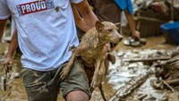 Topan Vamco, topan ke-21 yang melanda Filipina tahun ini, juga menyebabkan banjir terparah dalam beberapa tahun terakhir. Tak hanya manusia, hewan peliharaan pun terdampak ganasnya Topan Vamco.