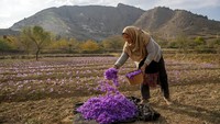 Dikelilingi oleh pegunungan rendah dan tersebar di hamparan luas ladang yang subur, lautan bunga ungu bermekaran di Kashmir Himalaya.  