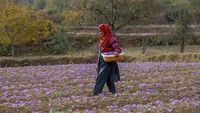 Secara umum, mengonsumsi saffron mengandung sedikit risiko. Mengonsumsi hingga 1,5 gram saffron setiap hari umumnya aman, tetapi jika terlalu banyak bisa menjadi racun.  