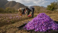 Harga yang sangat tinggi setara dengan proses produksinya yang rumit dan manfaat saffron yang sudah dibuktikan banyak orang baik untuk segala jenis hal.  
