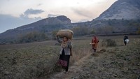 Sebagian besar safron Kashmir ditanam di Pampore, sebuah kota kecil di selatan kota Srinagar.  