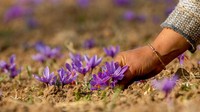 Di akhir musim gugur, keluarga di wilayah mayoritas Muslim berpacu dengan waktu untuk memanen bunga crocus saffron, yang mekar hanya dua minggu dalam setahun.  