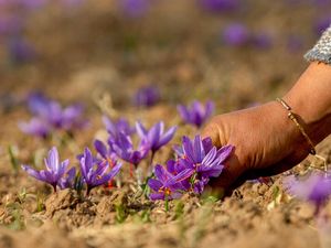 Saffron, Putik Bunga yang Jadi Rempah Berharga