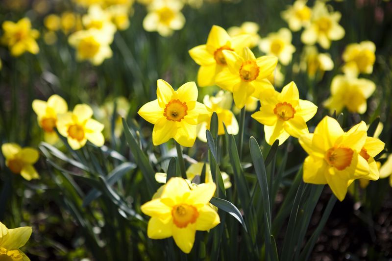 Tanaman hias daffodil