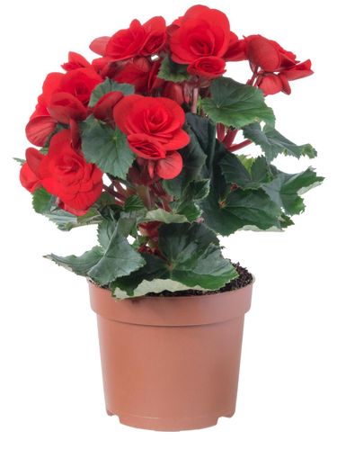 Potted red begonia. Isolated on white background.Deep focus. No dust. No pollen.