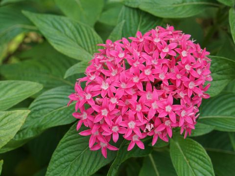 Jual Tanaman Pink Egyptian Star Cluster Bibitbunga Com