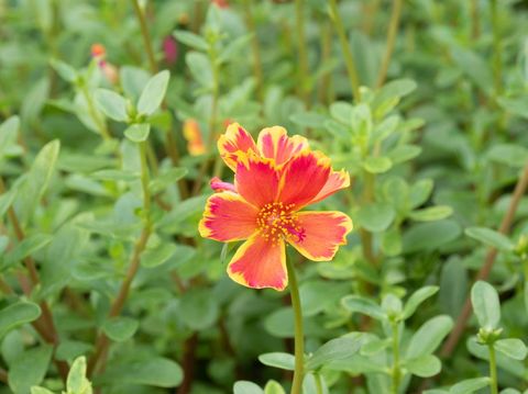 Portulaca Oleracea other names include; Common Purslane, Little Hogweed, Pigweed, Duckweed, Pusley, Verdolaga, Mossrose. Lovely small flower with red and pink stripes.