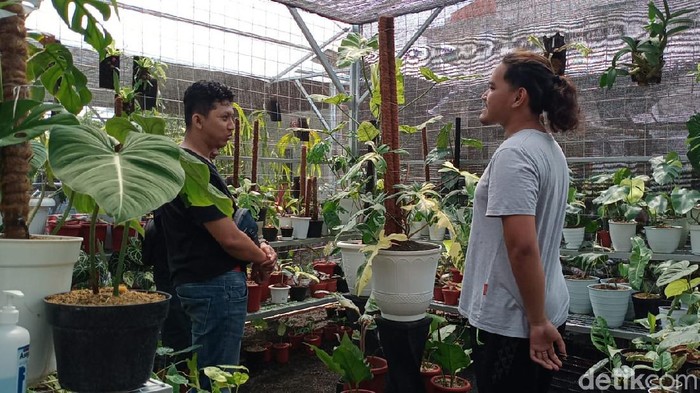 viral mobil dibarter tanaman hias