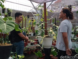 Bukti Tanaman Hias Lagi Tren, Viral Pria Rela Tukar Mobil Demi Punya Caladium