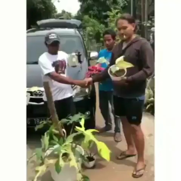 viral mobil dibarter tanaman hias