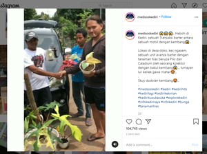 Viral Mobil Dibarter Tanaman Hias, Netizen Bilang Setingan
