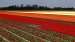 Indahnya Taman Bunga Tulip di Lisse Belanda