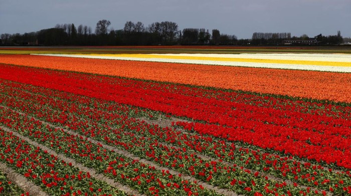LISSE, NETHERLANDS - APRIL 13: A general view of the Tulip Farm Fields next too the Keukenhof Gardens, also known as the Garden of Europe, one of the world's largest flower gardens on April 13, 2020 in Lisse, Netherlands. The flower park should have been open to the public from late March until mid-May with 1.5 million visitors expected to visit and about 7 million bulbs of different varieties of tulip planted for the 2020 season.  At Easter Weekend, around 60,000 visitors would have been walking through the gardens had it not been closed due to the national policy regarding the coronavirus (COVID-19) pandemic. The coronavirus (COVID-19) pandemic has spread to many countries across the world, claiming over 120,000 lives and infecting almost 2 million people. (Photo by Dean Mouhtaropoulos/Getty Images)