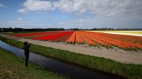 Gradasi warna bunga tulip berjejer indah menghiasi lahan yang luas.  