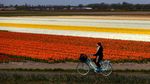 Indahnya Taman Bunga Tulip di Lisse Belanda